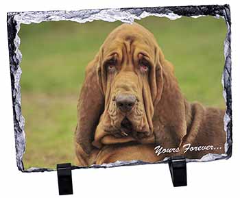 Blood Hound Dog "Yours Forever...", Stunning Photo Slate