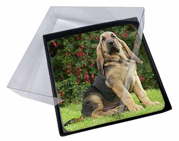 4x Bloodhound Dog Picture Table Coasters Set in Gift Box