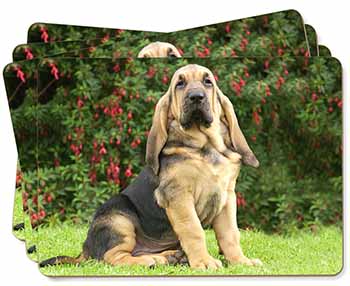 Bloodhound Dog Picture Placemats in Gift Box