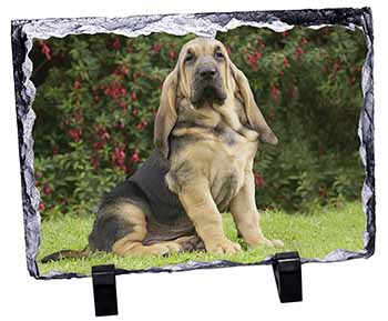 Bloodhound Dog, Stunning Photo Slate