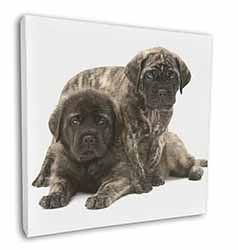 Bullmastiff Dog Puppies Square Canvas 12"x12" Wall Art Picture Print