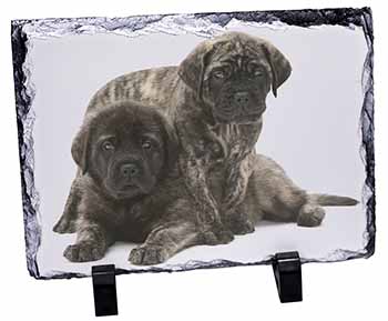 Bullmastiff Dog Puppies, Stunning Photo Slate