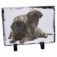 Bullmastiff Dog Puppies, Stunning Photo Slate