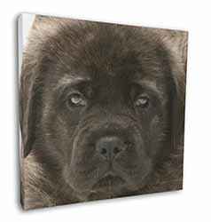 Bullmastiff Puppy Square Canvas 12"x12" Wall Art Picture Print