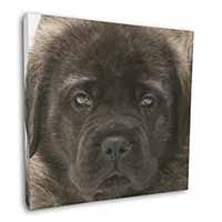 Bullmastiff Puppy 12"x12" Canvas Wall Art Picture Print - Advanta Group®