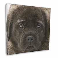 Bullmastiff Puppy 12"x12" Canvas Wall Art Picture Print