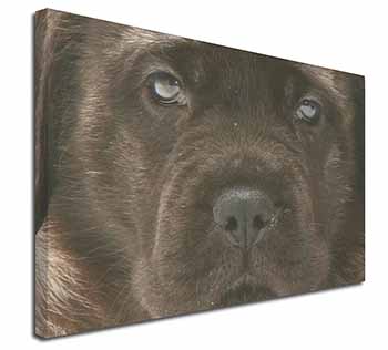 Bullmastiff Puppy Canvas X-Large 30"x20" Wall Art Print