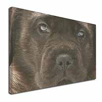 Bullmastiff Puppy X-Large 30"x20" Canvas Wall Art Print - Advanta Group®