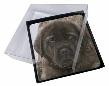 4x Bullmastiff Puppy Picture Table Coasters Set in Gift Box