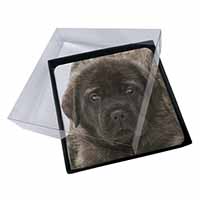 4x Bullmastiff Puppy Picture Table Coasters Set in Gift Box