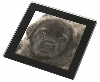 Bullmastiff Puppy Black Rim High Quality Glass Coaster