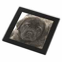 Bullmastiff Puppy Black Rim High Quality Glass Coaster