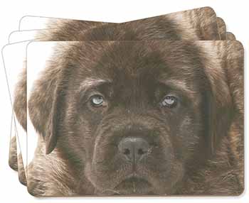 Bullmastiff Puppy Picture Placemats in Gift Box