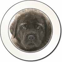 Bullmastiff Puppy Car or Van Permit Holder/Tax Disc Holder