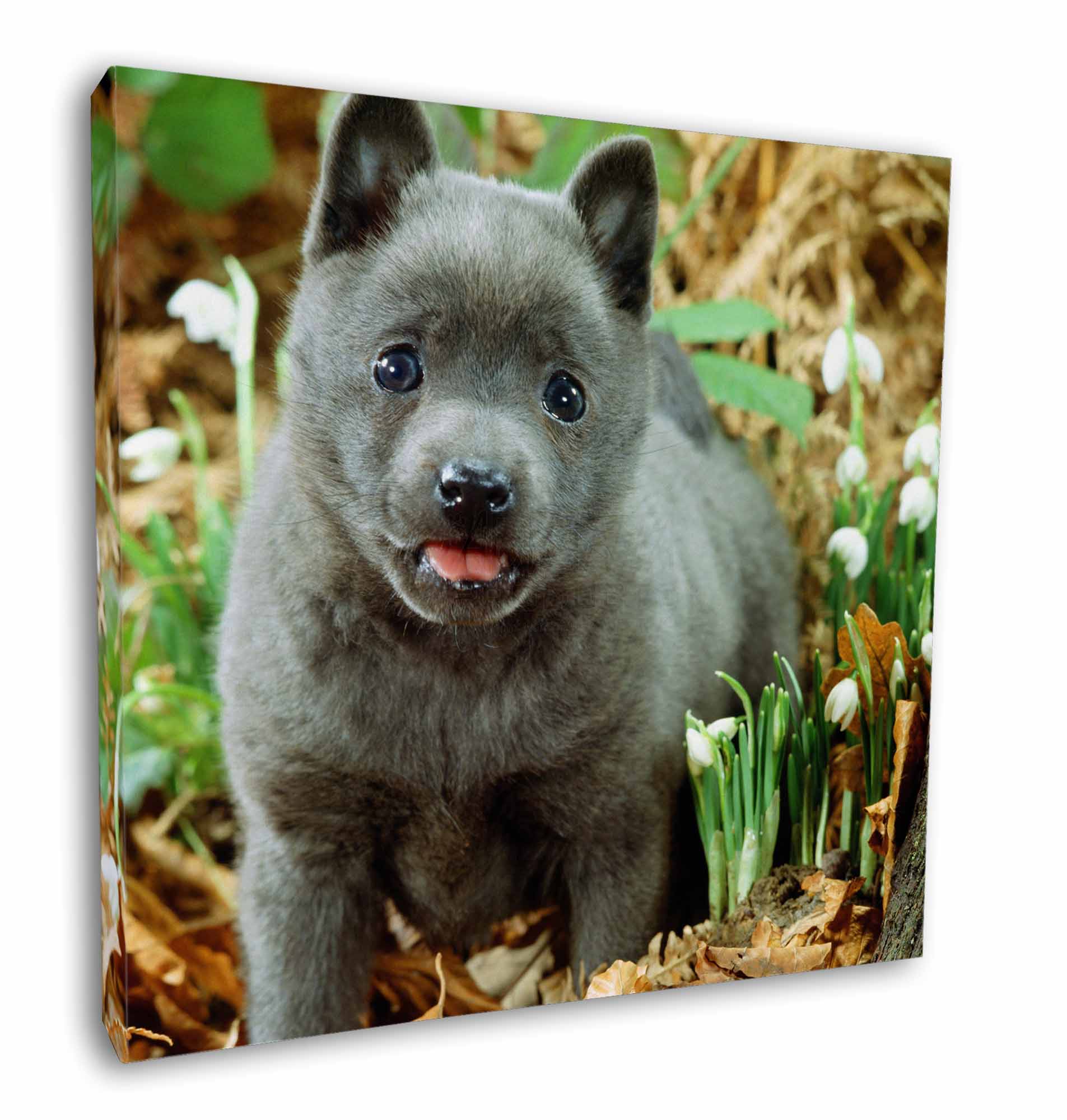 Blue Schipperke Dog 12 X12 Wall Art Canvas Decor Picture Print Ad Bs1 C12 Ebay