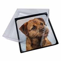 4x Border Terrier Picture Table Coasters Set in Gift Box