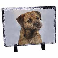 Border Terrier, Stunning Photo Slate