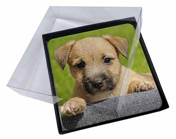 4x Border Terrier Puppy Picture Table Coasters Set in Gift Box