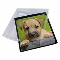 4x Border Terrier Puppy Picture Table Coasters Set in Gift Box