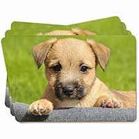 Border Terrier Puppy Picture Placemats in Gift Box