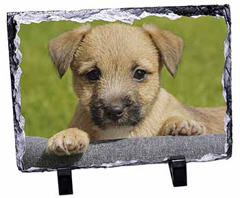 Border Terrier Puppy, Stunning Photo Slate