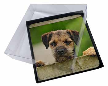 4x Border Terrier Puppy Dog Picture Table Coasters Set in Gift Box