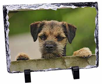 Border Terrier Puppy Dog, Stunning Photo Slate