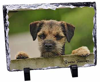 Border Terrier Puppy Dog "Yours Forever...", Stunning Photo Slate