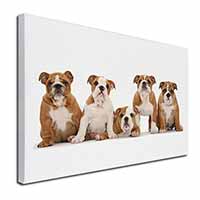 Bulldog Puppy Dogs Canvas X-Large 30"x20" Wall Art Print