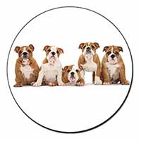 Bulldog Puppy Dogs Fridge Magnet Printed Full Colour