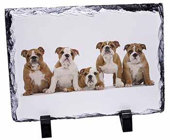 Bulldog Puppy Dogs, Stunning Photo Slate