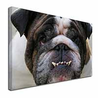 Bulldog Canvas X-Large 30"x20" Wall Art Print