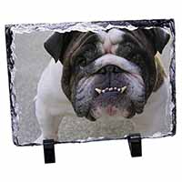 Bulldog, Stunning Photo Slate