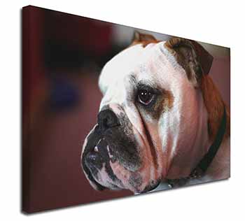 Bulldog Dog Canvas X-Large 30"x20" Wall Art Print