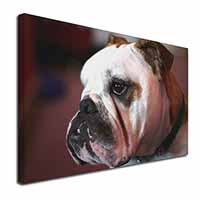 Bulldog Dog Canvas X-Large 30"x20" Wall Art Print