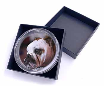 Bulldog Dog Glass Paperweight in Gift Box