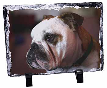 Bulldog Dog, Stunning Photo Slate