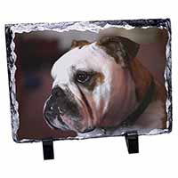 Bulldog Dog, Stunning Photo Slate