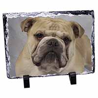 Bulldog, Stunning Photo Slate Printed Full Colour - Advanta Group®