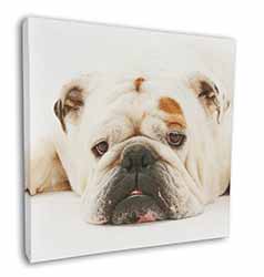 White Bulldog Square Canvas 12"x12" Wall Art Picture Print