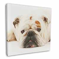 White Bulldog Square Canvas 12"x12" Wall Art Picture Print