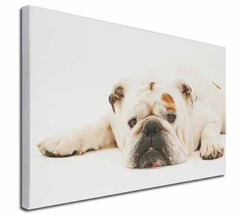 White Bulldog Canvas X-Large 30"x20" Wall Art Print