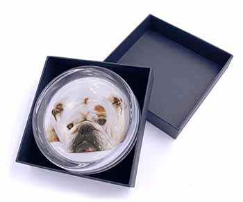 White Bulldog Glass Paperweight in Gift Box