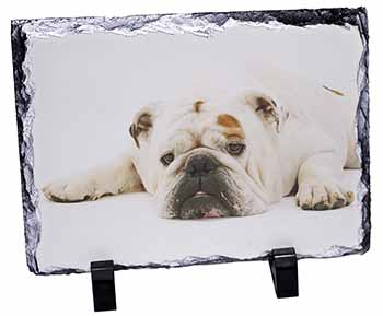 White Bulldog, Stunning Photo Slate