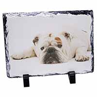 White Bulldog, Stunning Photo Slate Printed Full Colour - Advanta Group®