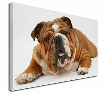 Beautiful Tan Bulldog Canvas X-Large 30"x20" Wall Art Print