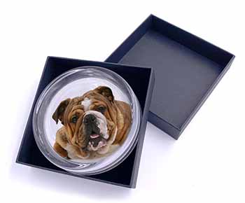 Beautiful Tan Bulldog Glass Paperweight in Gift Box