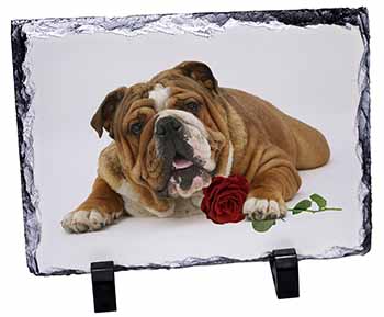 Red Bulldog with Red Rose, Stunning Photo Slate