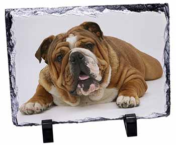 Beautiful Tan Bulldog, Stunning Photo Slate