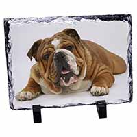 Beautiful Tan Bulldog, Stunning Photo Slate